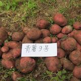 鲁甸县皓中农业有限责任公司 马铃薯青薯9号商品薯